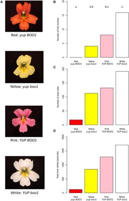 Rational Design of a Novel Hawkmoth Pollinator Interaction in Mimulus Section Erythranthe